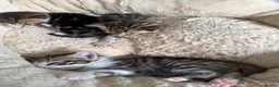 Mixed Breed cats for sale: Stunning bengal cross kittens - Advert 30