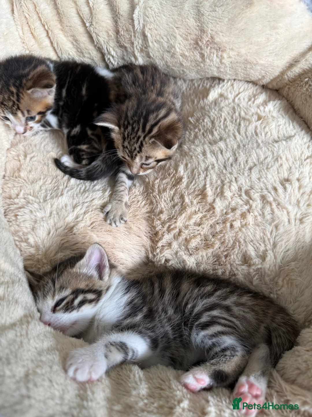 Mixed Breed cats for sale: Stunning bengal cross kittens - Advert 30