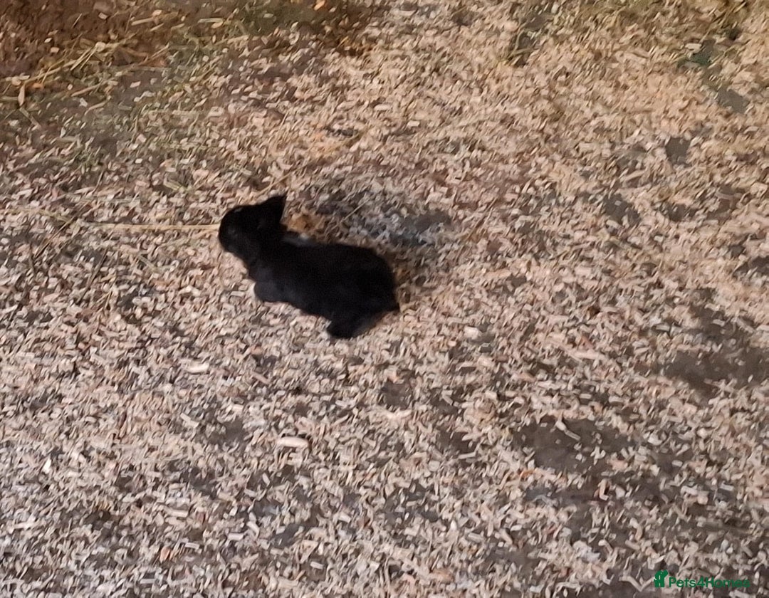 Mixed Breed rabbits for sale: Mixed rabbits  - Advert 1