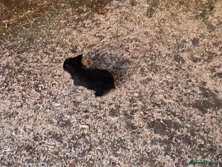 Mixed Breed rabbits Mixed rabbits - Advert 1