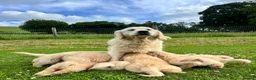 Golden Retriever dogs for sale: Beautiful KC Golden Retriever Puppies - Advert 6