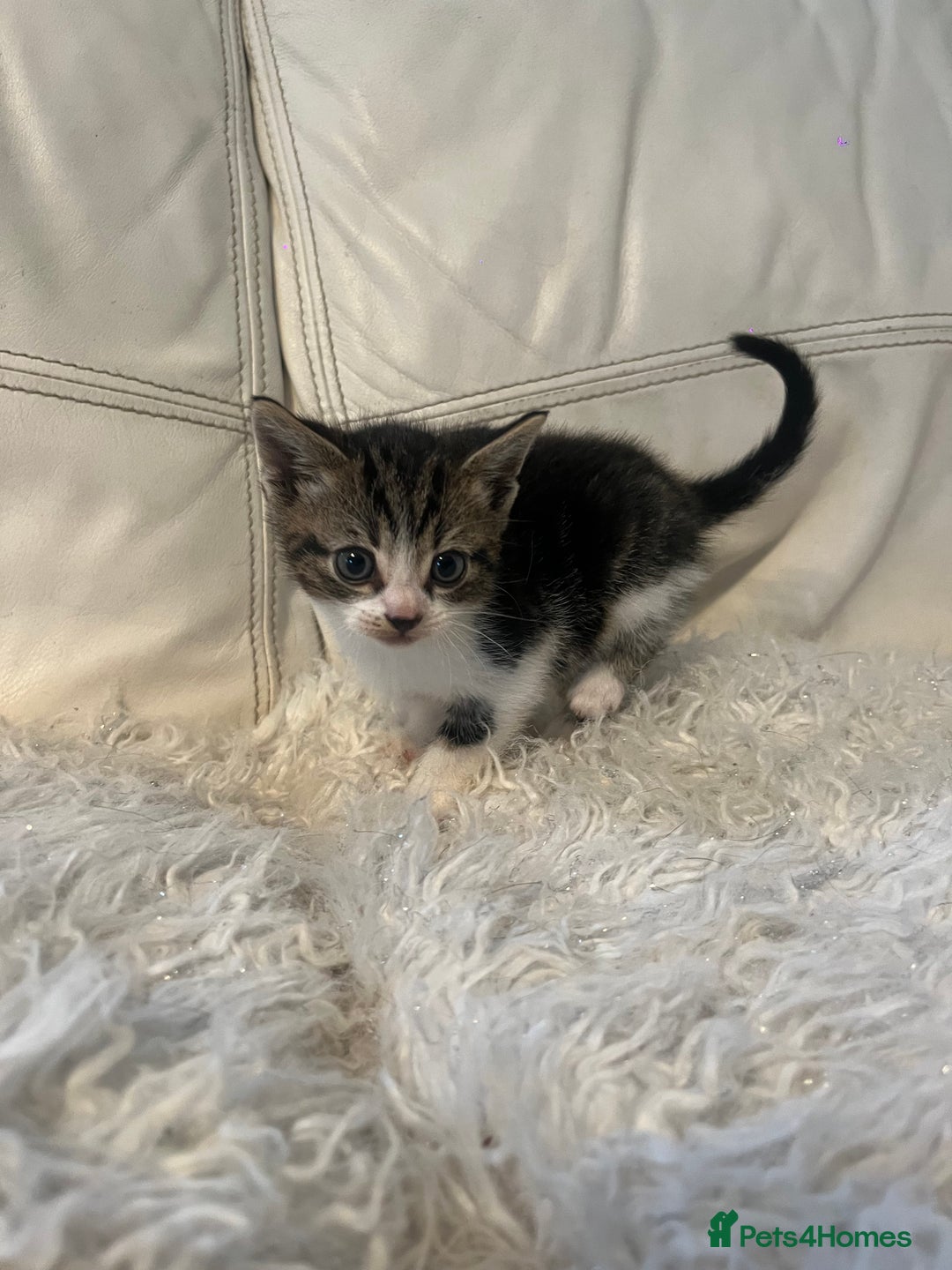 Mixed Breed cats for sale: 3 Beutiful babies  - Advert 31