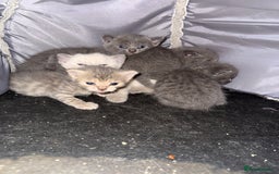 British Shorthair cats for sale: Beautiful Blue British Shorthair x Bengal kittens - Image 2