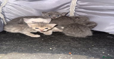 British Shorthair cats - Advert 6