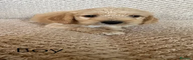 Jackapoo 2