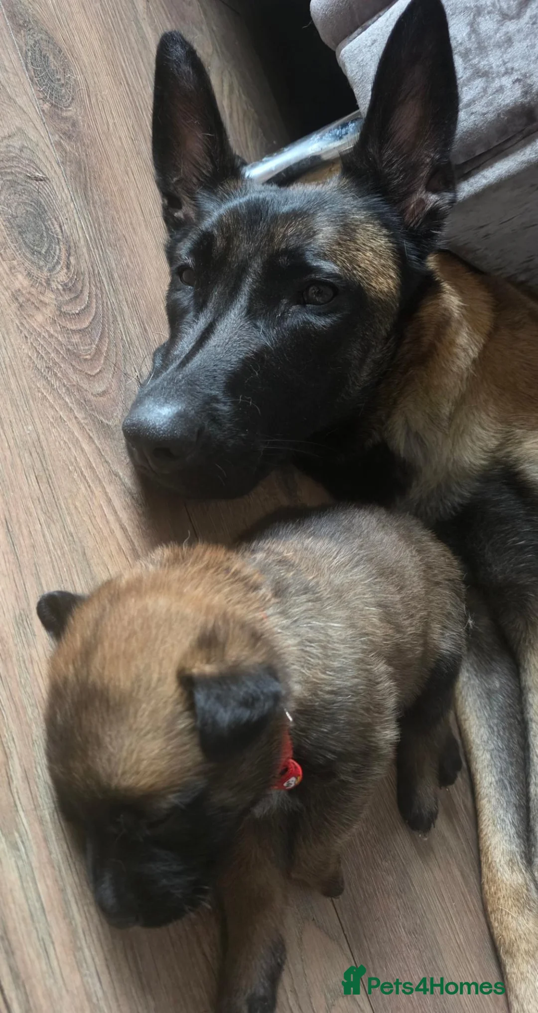 Belgian Shepherd Dog dogs for sale: Belgian Malinois Puppies For Sale. - Advert 2