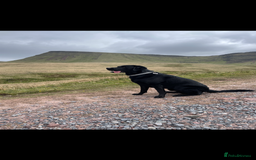 Labrador Retriever dogs for stud: Black Labrador Stud - Image 9