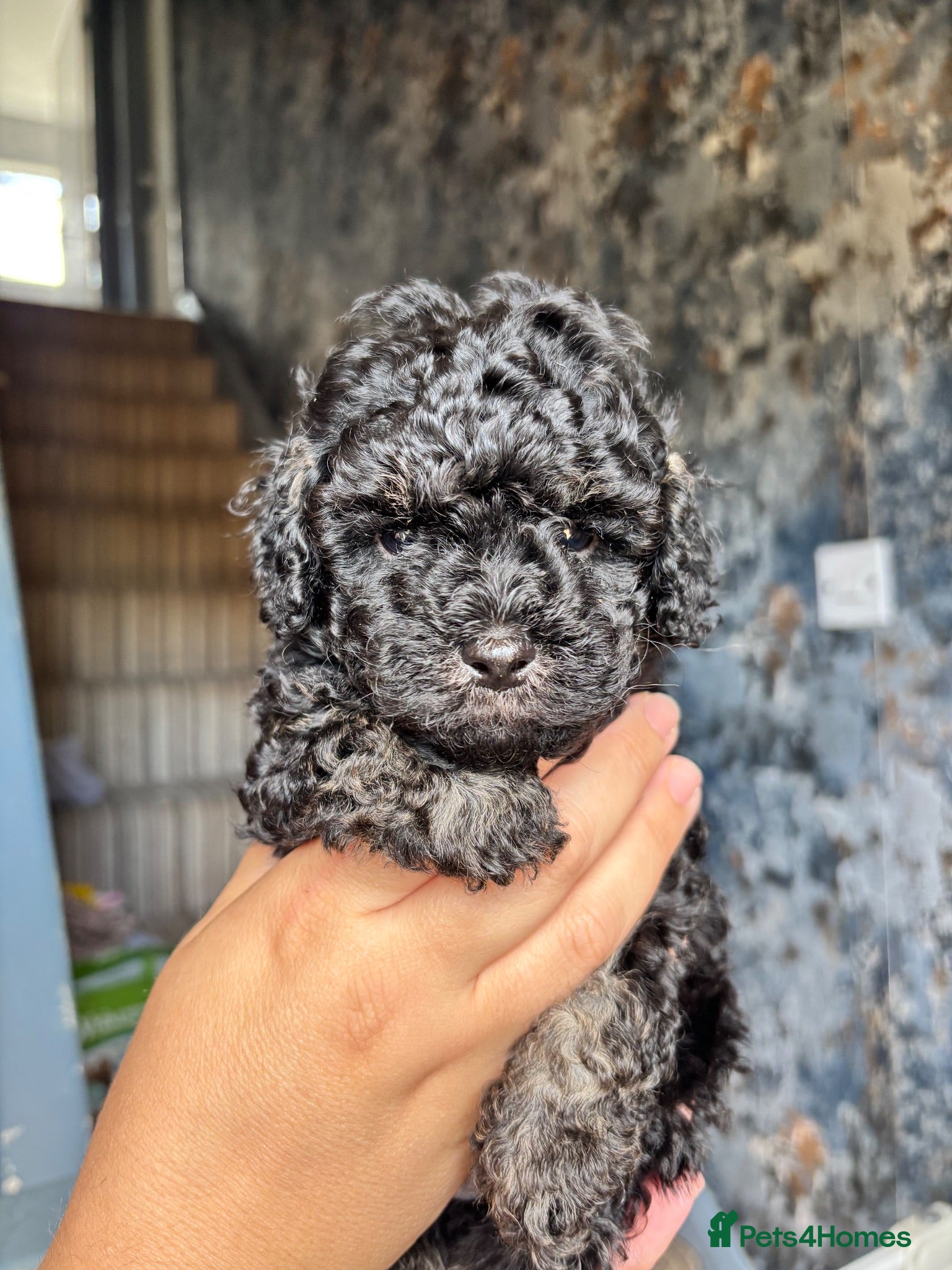 Cavapoo dogs Outstanding tiny Cavapoo puppies - Advert 15