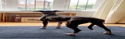 Lurcher dogs for sale: Lurcher ouppies  - Advert 9