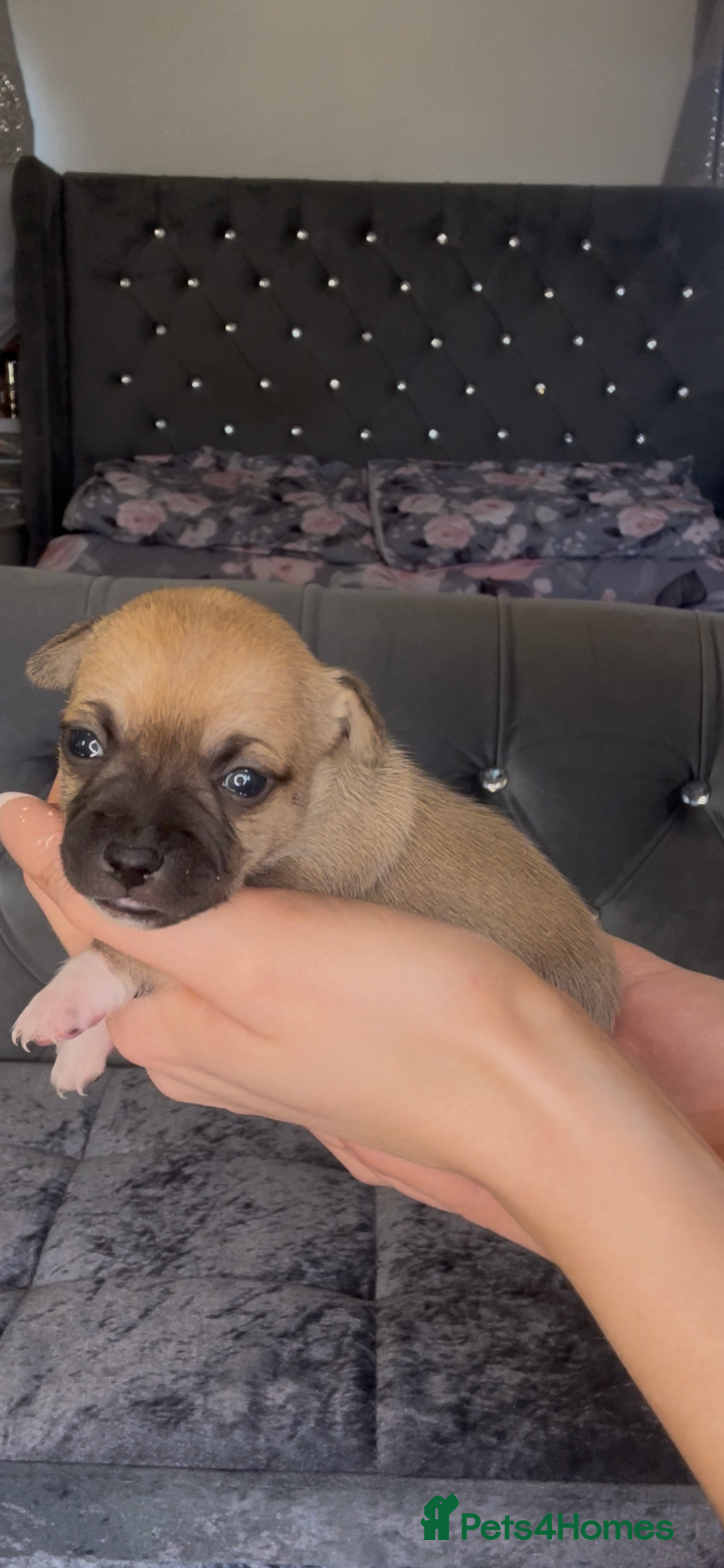 Mixed Breed dogs for sale: Chihuahua puppies  - Image 19