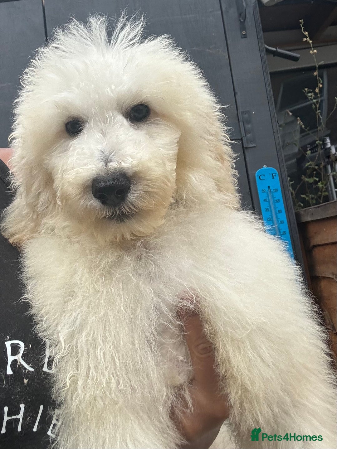 Standard Poodle dogs for sale: Champion Bloodline Standard Poodle Puppies - Image 1