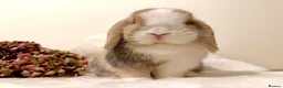 Mini Lop rabbits for sale: Ready now 2 stunning Minilop babies  in Nuneaton - Advert 5