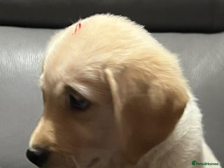 Goldador dogs Goldador - Advert 3