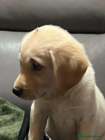 Goldador dogs Goldador - Advert 3