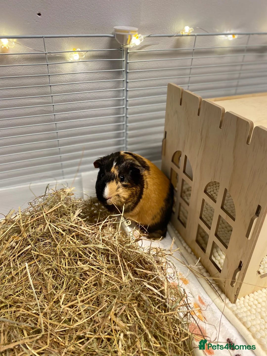 Guinea Pig rodents for sale: 2 cutie pies!  - Advert 2