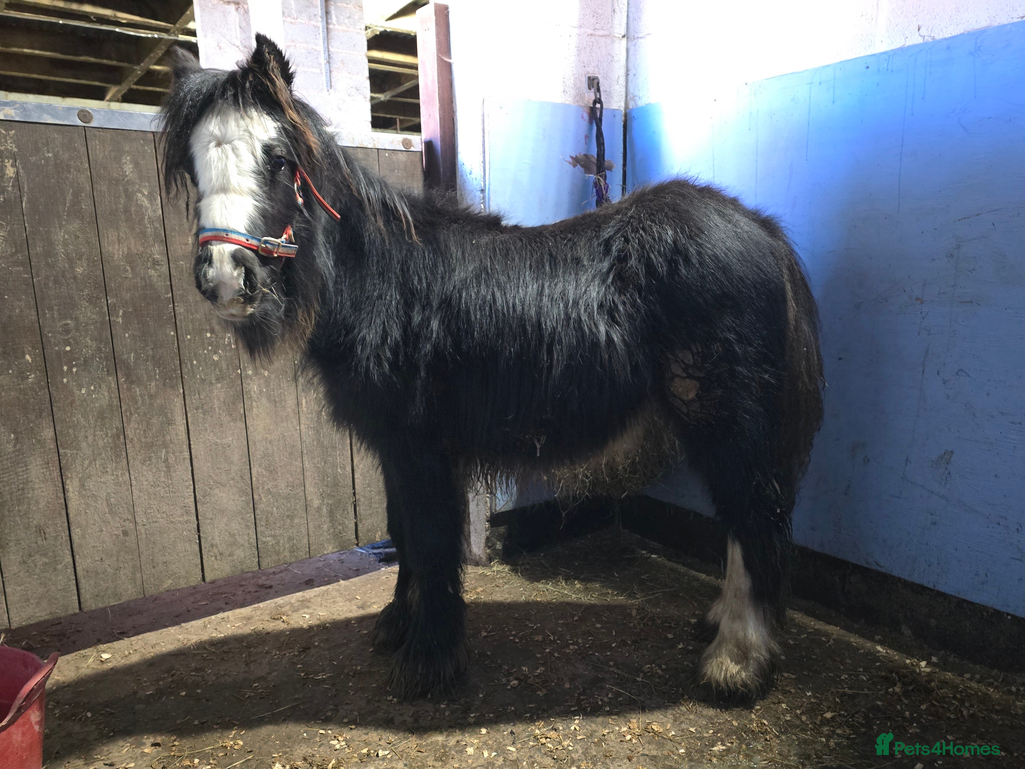 Irish Cob horses Beautiful 6mth Blagdon Filly - Advert 1