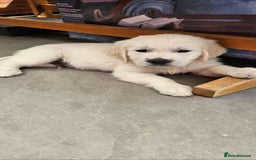 Golden Retriever dogs for sale: Adorable Golden Retriever Puppies - Image 3