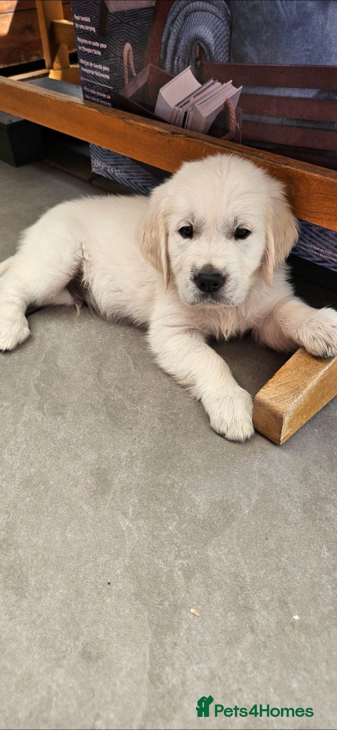 Golden Retriever dogs for sale: Adorable Golden Retriever Puppies - Image 3