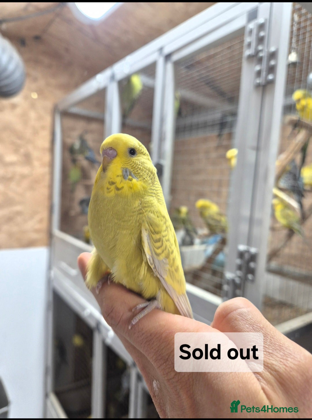 Budgerigars birds  Baby cock tamed Diluted  - Advert 2