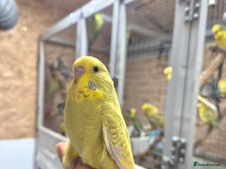 Budgerigars birds Baby cock tamed Diluted - Advert 2