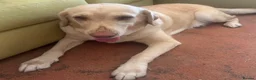 Labrador Retriever dogs for sale: Labrador Retriever - Emotional Support dog  - Advert 15