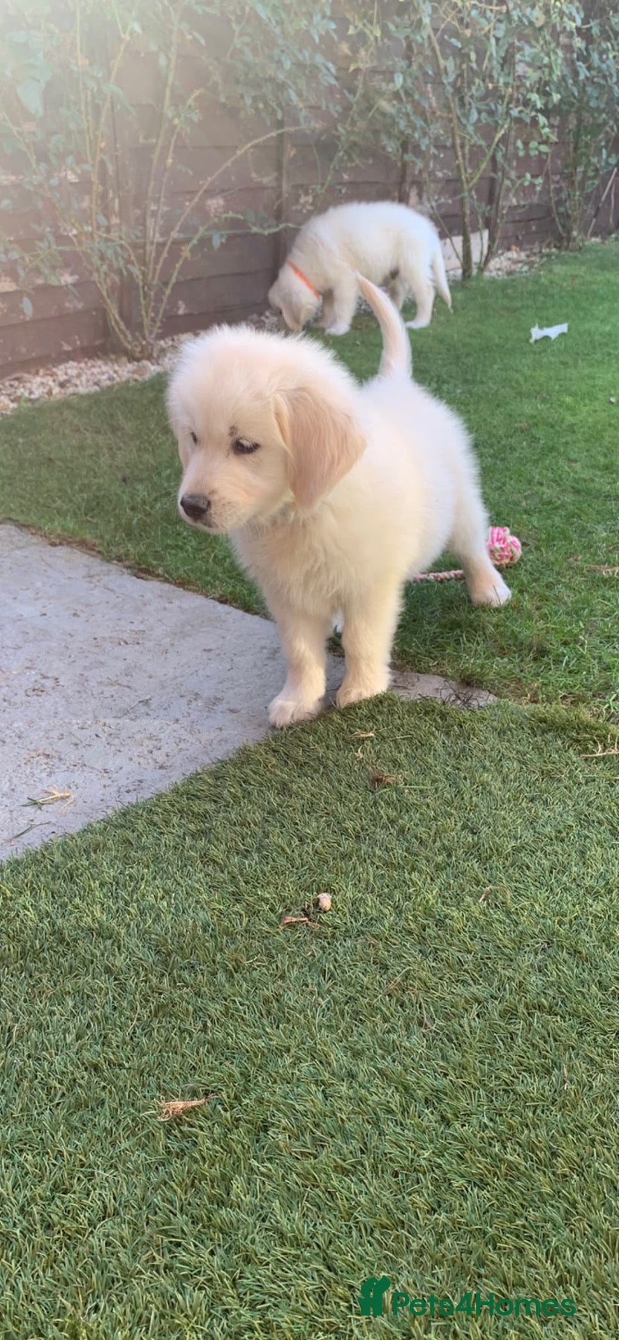 Golden Retriever dogs ONLY 3 kc boys available  - Advert 2