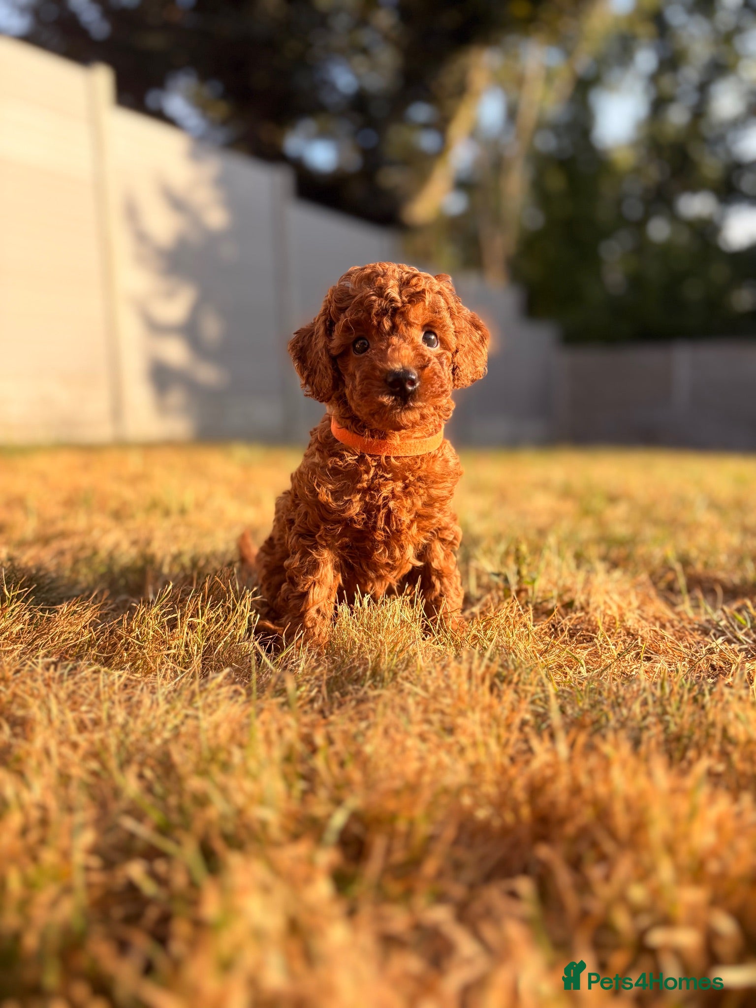 Toy Poodle dogs 🐾 KC register Red Toy Poodle Puppies 🐾  - Advert 1
