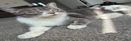 Mixed Breed cats for sale: 7 beautiful bsh x Persian kittens - Advert 8