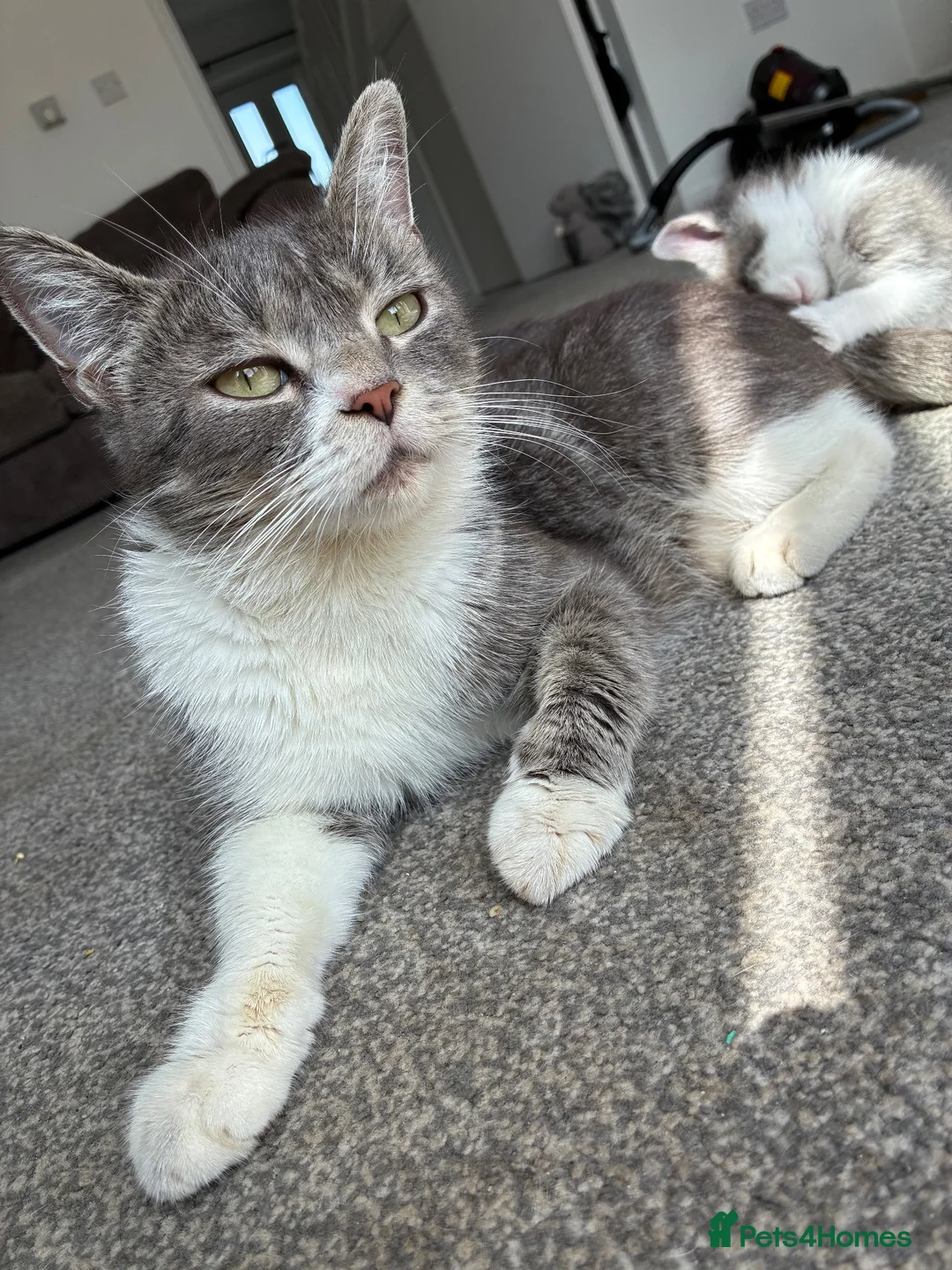 Mixed Breed cats for sale: 7 beautiful bsh x Persian kittens - Advert 8