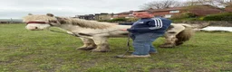 Other Breed horses for sale: Coloured mini cob in Todmorden - Advert 12