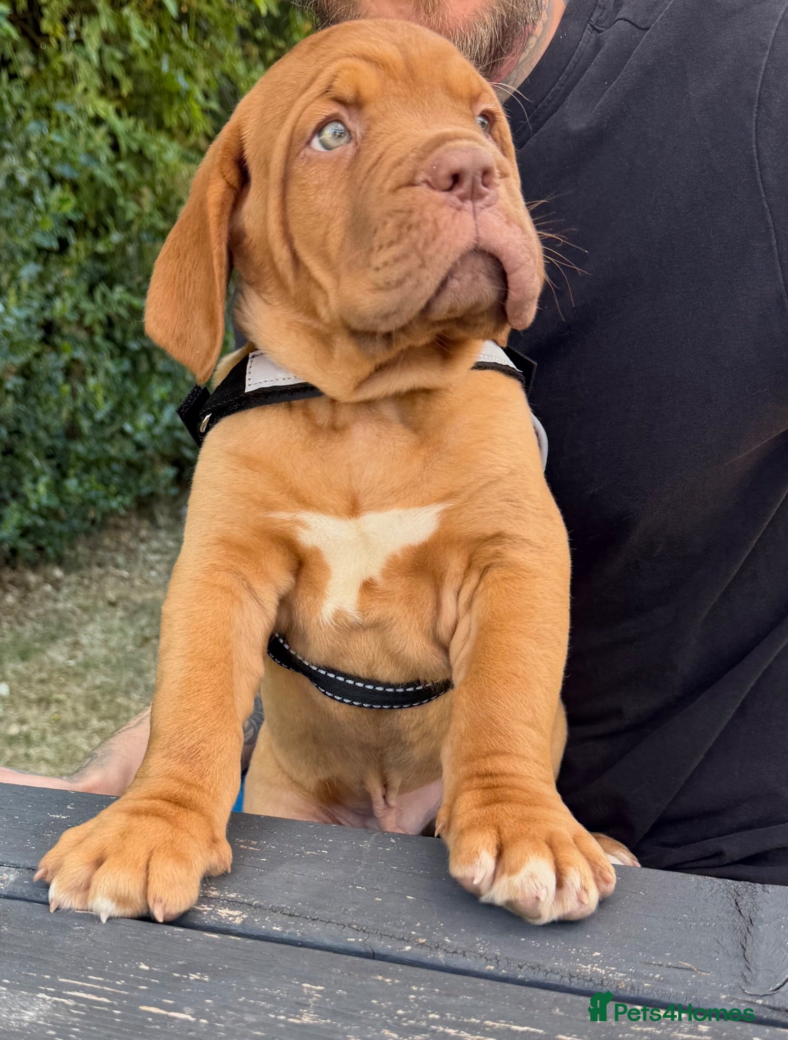 Dogue De Bordeaux dogs KC Dogue de Bordeaux Puppies with champions.  - Advert 2