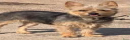 Yorkshire Terrier dogs for sale: Yorkshire Girl For Sale  - Advert 1