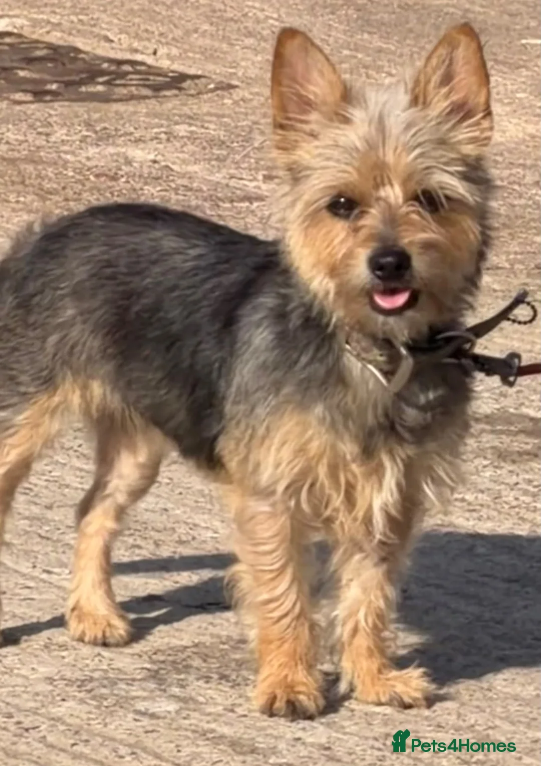 Yorkshire Terrier dogs for sale: Yorkshire Girl For Sale  - Advert 1