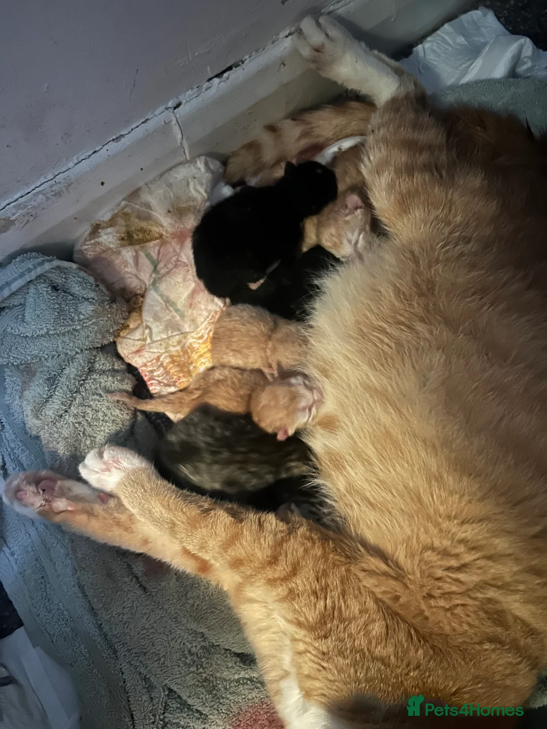 Mixed Breed cats for sale: Kitten 1 - Advert 2