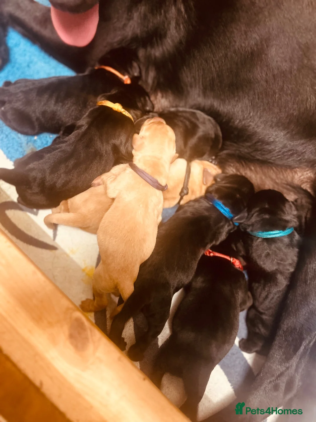 Labrador Retriever dogs for sale: *8 Working Line Labrador Puppies* - Advert 2