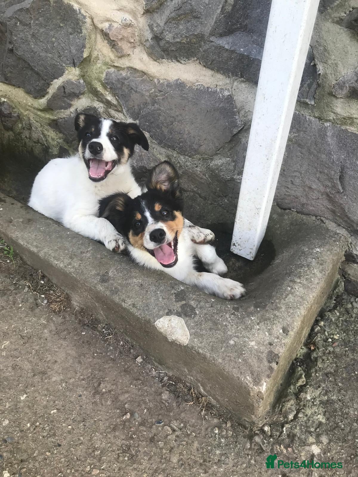 Border Collie dogs Border collie pups - Advert 2