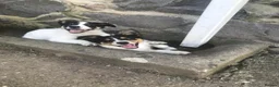 Border Collie dogs for sale: Border collie pups - Advert 1