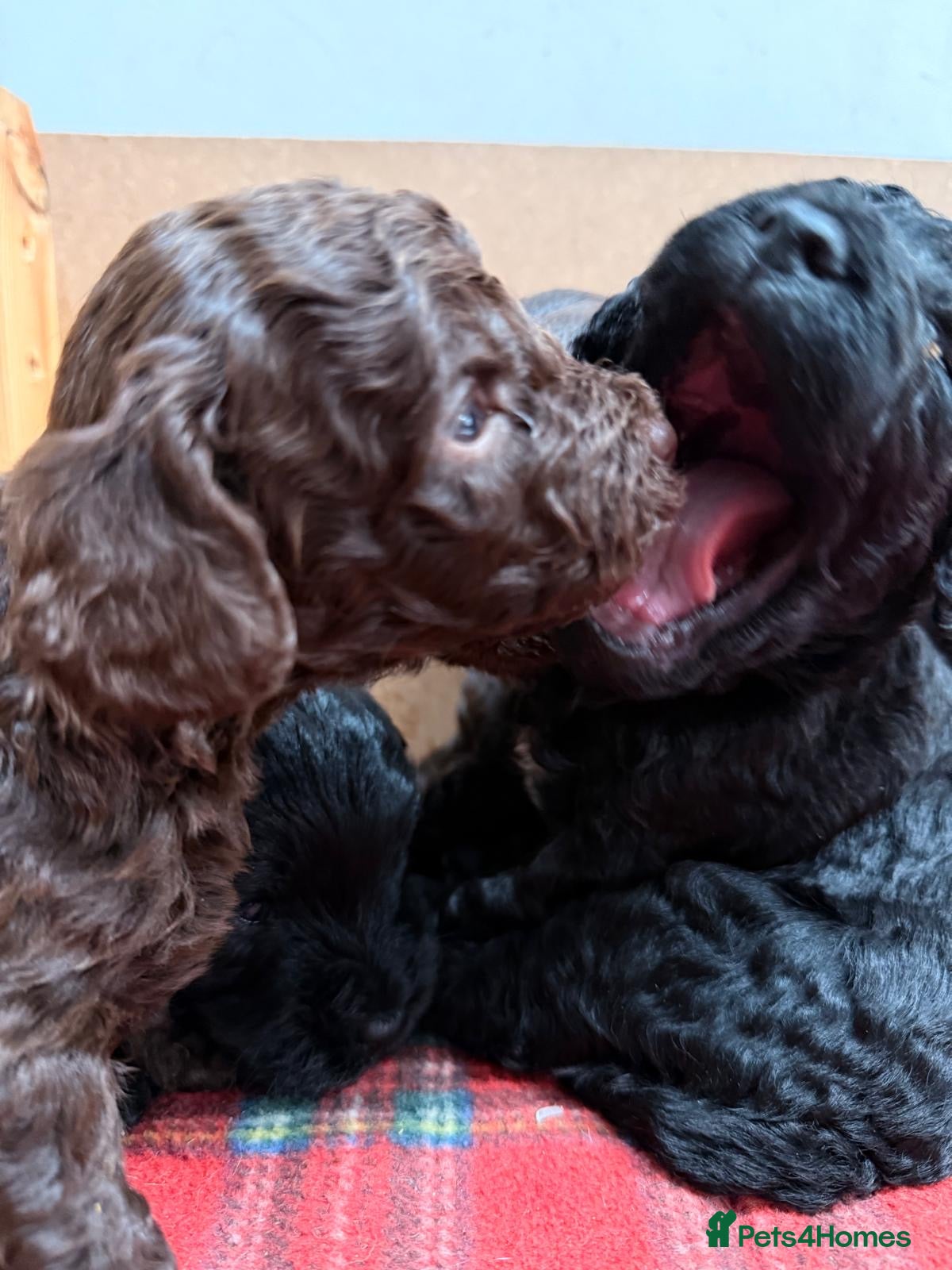 Cockapoo dogs Mini Cockapoo’s  - Advert 2