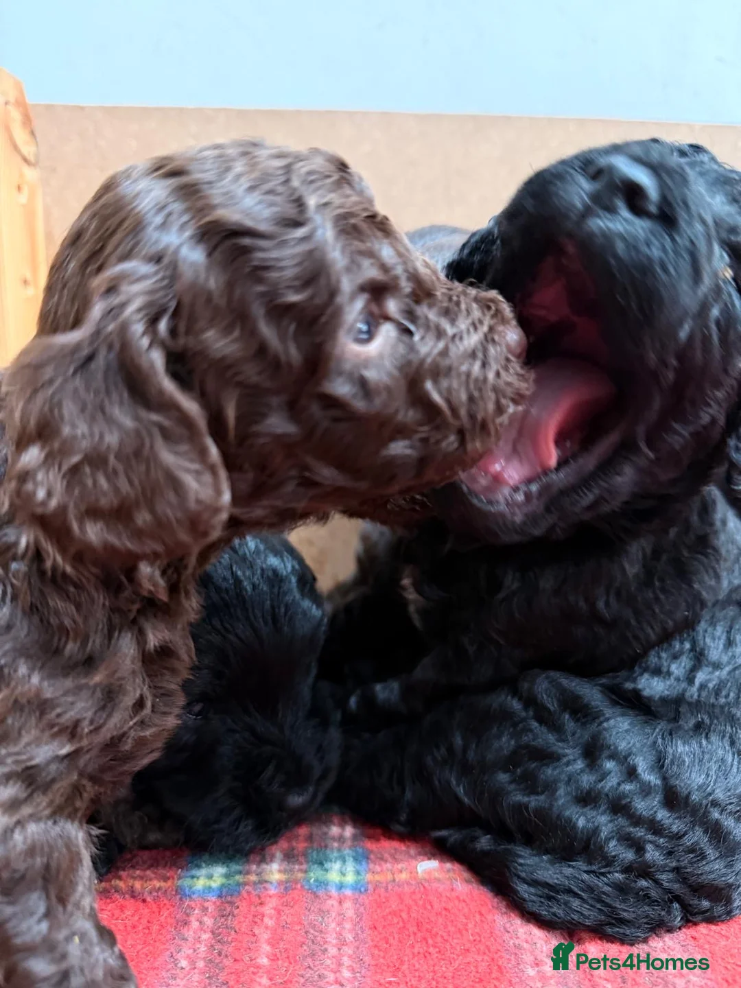 Cockapoo dogs for sale: Mini Cockapoo’s  - Advert 2