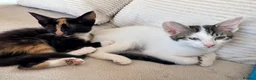 Mixed Breed cats for sale: Male kitten - Advert 2