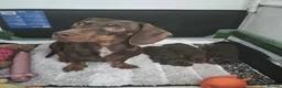 Miniature Dachshund dogs for sale: 2 beautiful bitches. Chocolate and tan in Wellingborough - Advert 3