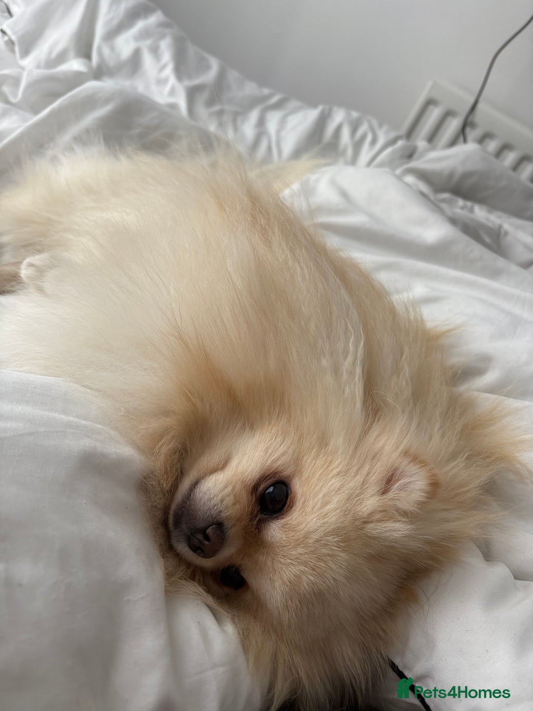 Pomeranian dogs for stud: Pomeranian stud  - Advert 1