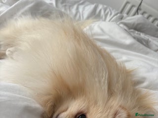 Pomeranian dogs Pomeranian stud - Advert 11