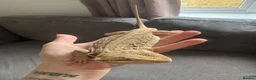 Bearded Dragon reptiles for sale: Bearded dragon and full set up  - Advert 8