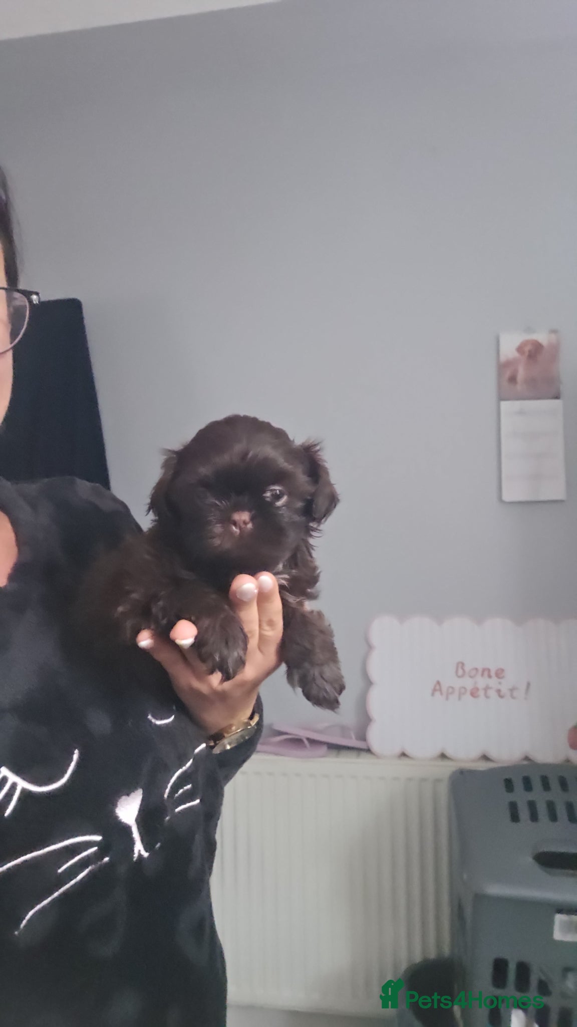 Shih Tzu dogs  💗 Beautiful Imperial Chocolate Shih Tzu Pupp - Advert 2