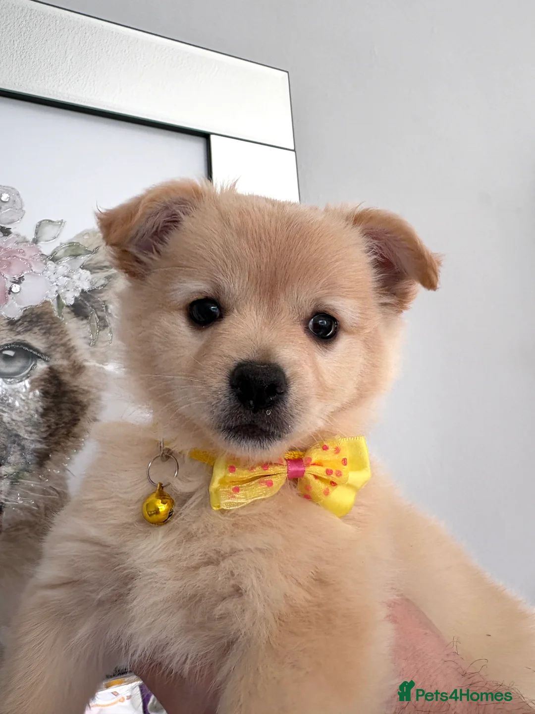 Mixed Breed dogs for sale: Italian volpino x deer head chihuahua puppies  - Advert 24