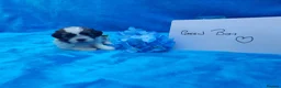 Malshi dogs for sale: Small Malshi puppies ( Maltese x Shihtzu) - Advert 8