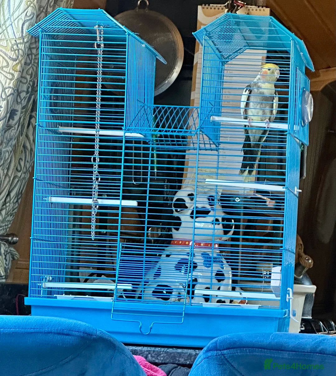 Cockatiels birds for sale: Cockatiel  in Burton-on-Trent - Advert 3