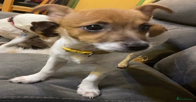 Jack Russell dogs - Advert 9