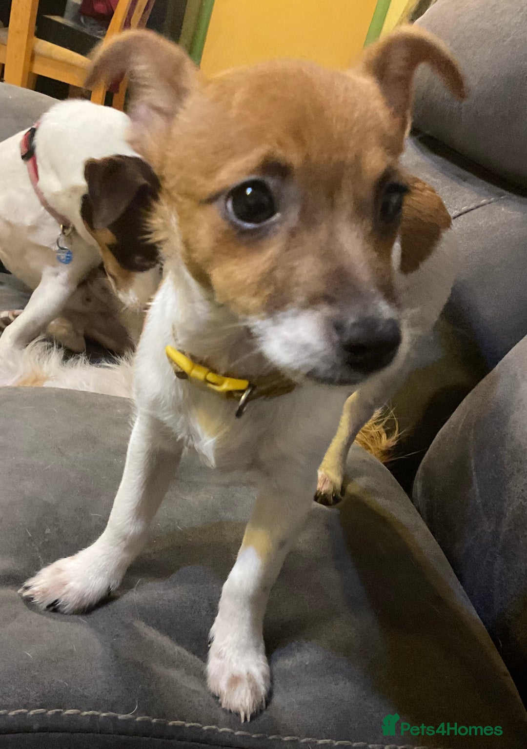 Jack Russell dogs for sale: Tiny Jack Russell - Image 3